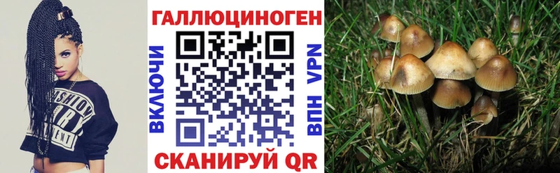 Псилоцибиновые грибы Psilocybe  Калач 